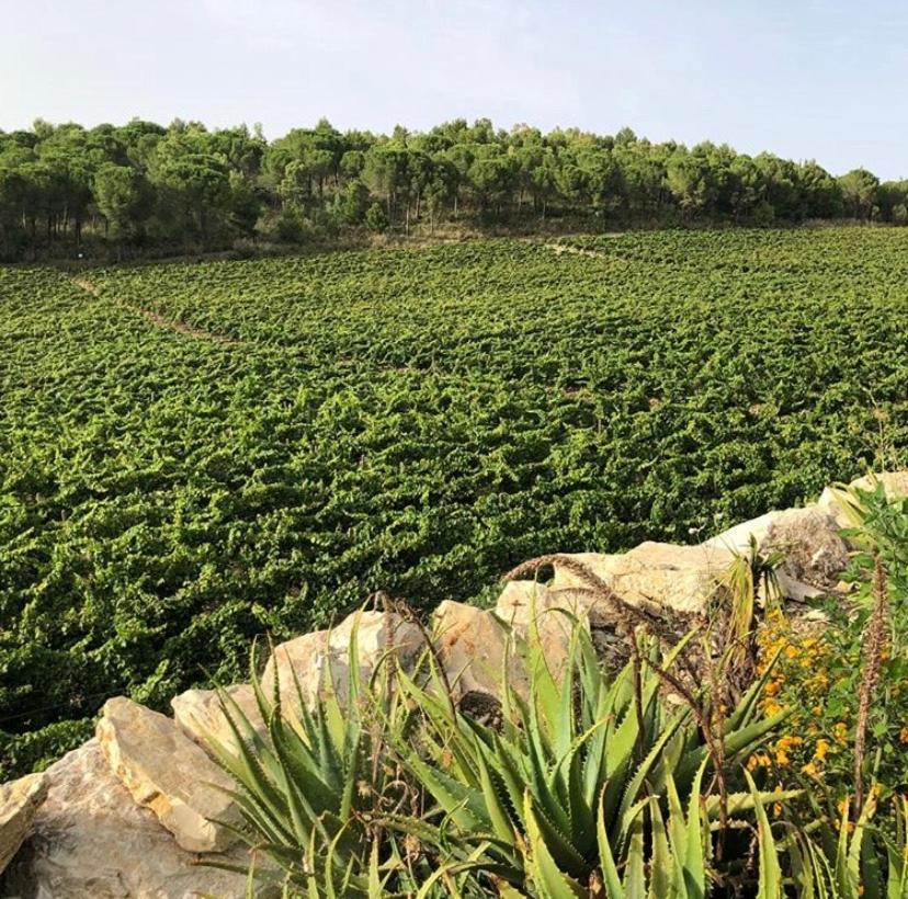Agriturismo Tenute Pispisa Segesta Calatafimi Eksteriør billede