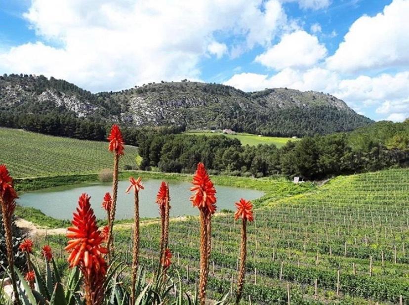 Agriturismo Tenute Pispisa Segesta Calatafimi Eksteriør billede