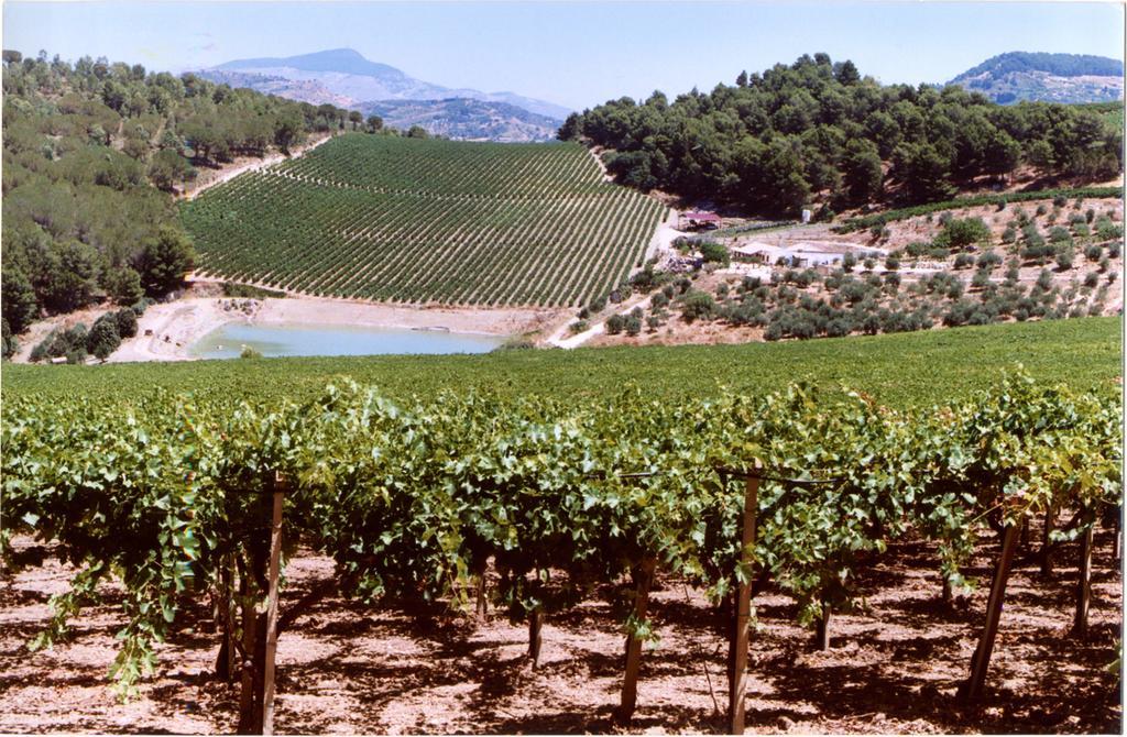 Agriturismo Tenute Pispisa Segesta Calatafimi Eksteriør billede