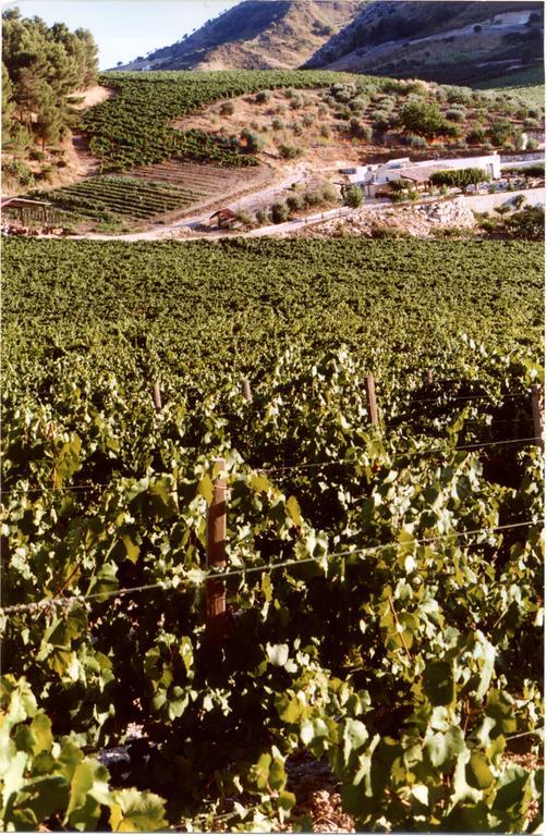 Agriturismo Tenute Pispisa Segesta Calatafimi Eksteriør billede